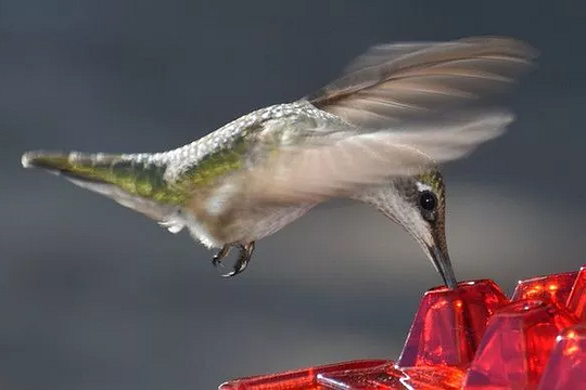 BLOOMHIVE – Ant-Proof Hummingbird Feeder with 30 Flower-Inspired Feeding Ports