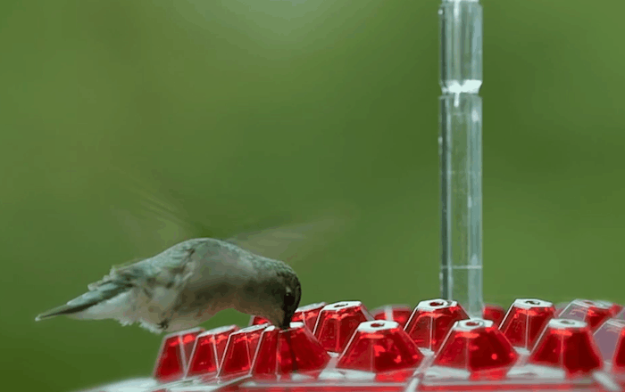 BLOOMHIVE – Ant-Proof Hummingbird Feeder with 30 Flower-Inspired Feeding Ports