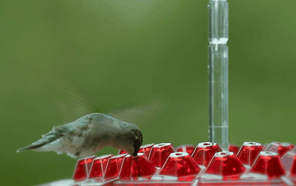 BLOOMHIVE – Ant-Proof Hummingbird Feeder with 30 Flower-Inspired Feeding Ports