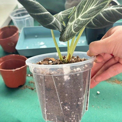 ClearSprout - Transparent Plant Pots with Drainage for Healthy Growth & Root Monitoring 2