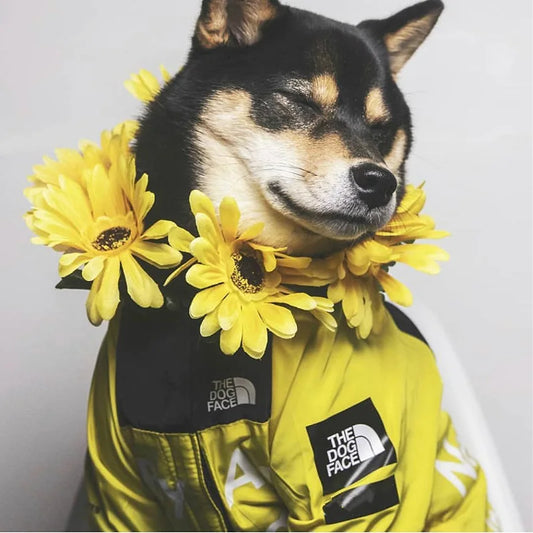 STORMPAWS – Protective Pet Jacket for Windy Outdoor Adventures