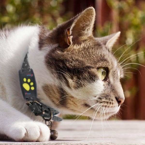 MEOWNAV – GPS Cat Tracker Collar for Real-Time Location Monitoring